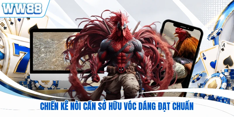 Chiến kê nòi cần sở hữu vóc dáng đạt chuẩn