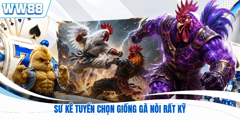 Sư kê tuyển chọn giống gà nòi rất kỹ